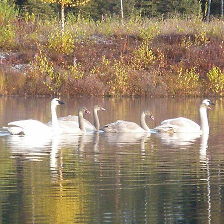 Talkeetna Lakeside Cabins Денали Экстерьер фото